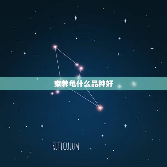家养龟什么品种好，什么品种的乌龟最好养？