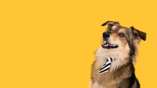 属狗女和什么属相最不配(不合拍的星座配对)