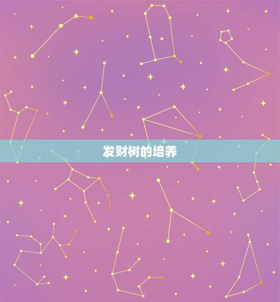 发财树的培养，发财树旳培育
