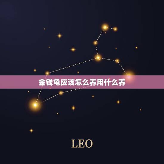 金钱龟应该怎么养用什么养，在家里怎么养金钱龟？