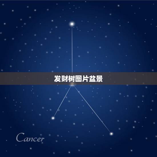 发财树图片盆景,发财树盆栽长太多新叶了 需要修剪吗? 发财树图片盆景,发财树盆栽长太多新叶了 需要修剪吗?