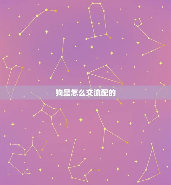 狗是怎么交流配的,公猪配母猪多长时间 狗是怎么交流配的,公猪配母猪多长时间