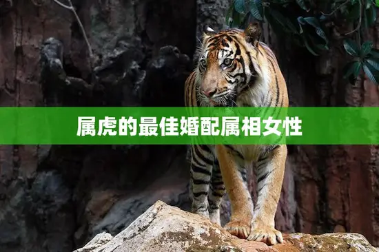 属虎的最佳婚配属相女性(如何选择最合适的伴侣) 属虎的最佳婚配属相女性(如何选择最合适的伴侣)