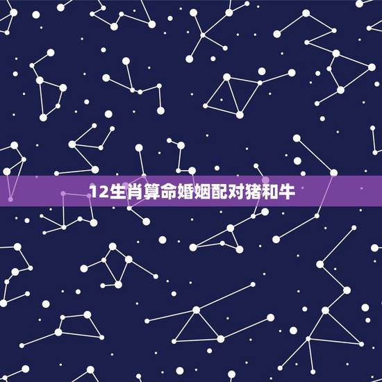 12生肖算命婚姻配对猪和牛，男猪1995女牛1997婚配