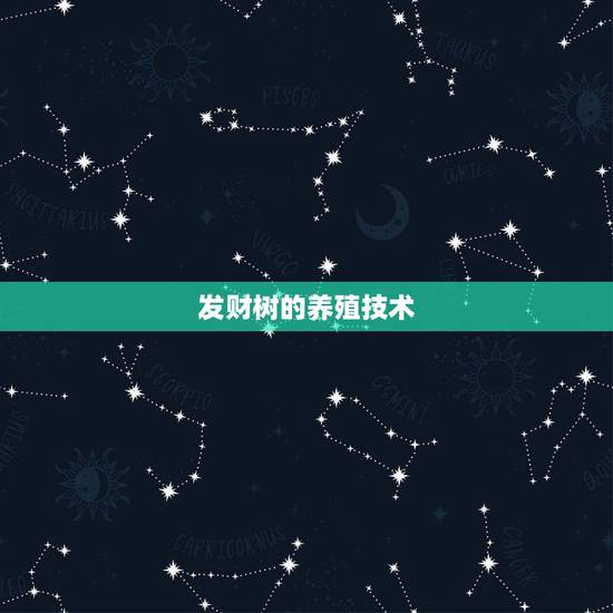 发财树的养殖技术，盆景发财树怎样养？