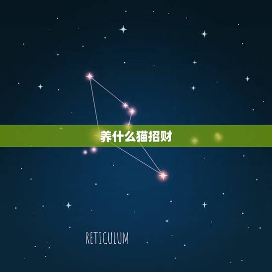 养什么猫招财，为何有养猫，会带来家里带来财运的说法，有何依据？