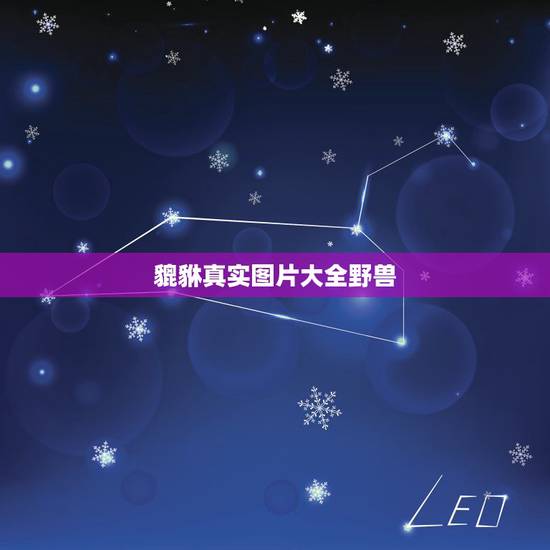 貔貅真实图片大全野兽，神兽貔貅的图片大全，在哪里能找到啊