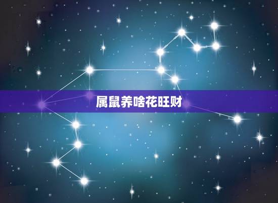 属鼠养啥花旺财,鼠养什么花好 属鼠养啥花旺财,鼠养什么花好