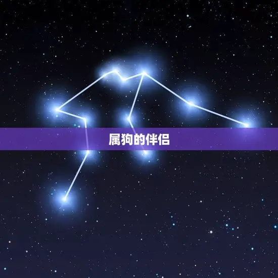 属狗的伴侣 属狗的伴侣