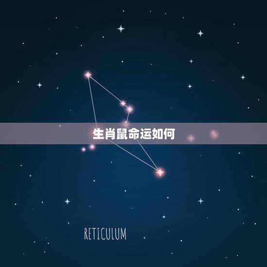 生肖鼠命运如何，2022 年属鼠是什么命