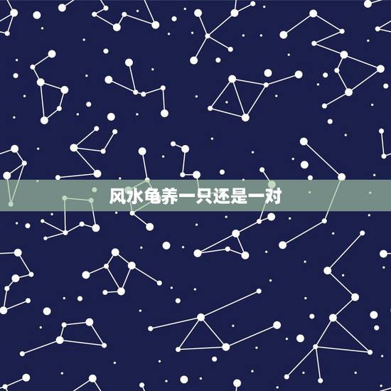 风水龟养一只还是一对，龟养一对好还是就养一只