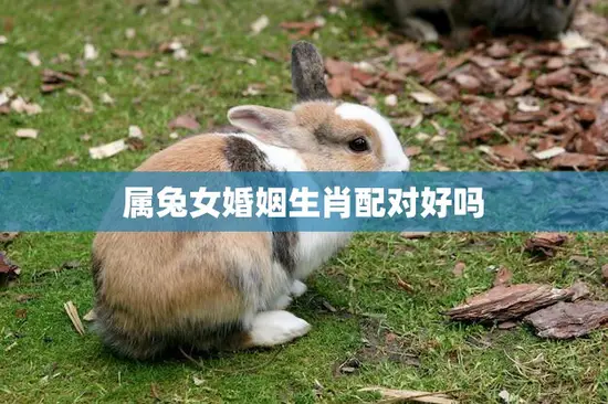 属兔女婚姻生肖配对好吗(探究哪些生肖最适合与兔女结婚) 属兔女婚姻生肖配对好吗(探究哪些生肖最适合与兔女结婚)