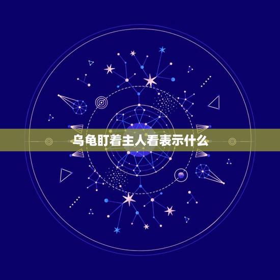 乌龟盯着主人看表示什么,乌龟为啥盯着我看? 乌龟盯着主人看表示什么,乌龟为啥盯着我看?