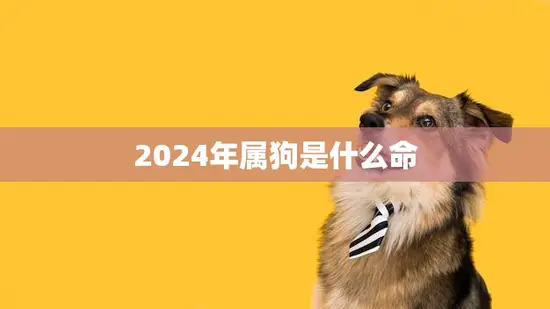 2024年属狗是什么命(解析狗年出生的人运势如何) 2024年属狗是什么命(解析狗年出生的人运势如何)