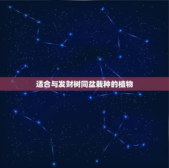 适合与发财树同盆栽种的植物，盆栽发财树跟什么植物在一起养比较好