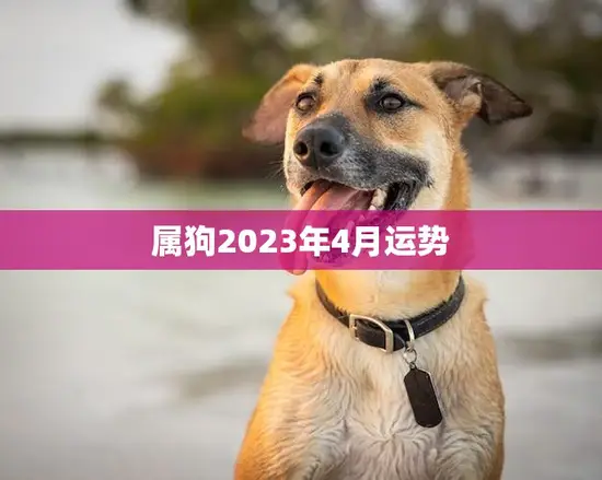 属狗2023年4月运势(事业顺利财运亨通)