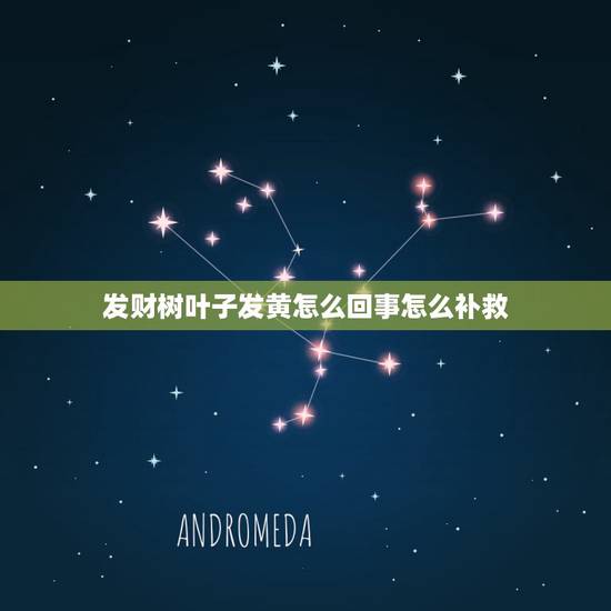 发财树叶子发黄怎么回事怎么补救,发财树叶子发黄下垂怎么办有的救吗? 发财树叶子发黄怎么回事怎么补救,发财树叶子发黄下垂怎么办有的救吗?