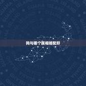 狗与哪个属相婚配好，九四年男狗与什么属相相配
