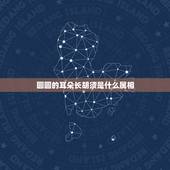 圆圆的耳朵长胡须是什么属相，耳朵圆圆嘴巴尖尖的生肖是生肖