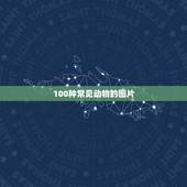 100种常见动物的图片 儿童早教动物图片