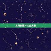 发财树图片大全大图，金边发财树图片
