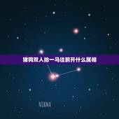 猪狗双人抬一马往前开什么属相，猪狗夫妻属相 女狗男猪相配吗