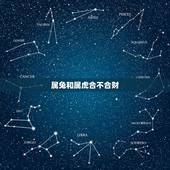 属兔和属虎合不合财，属虎和属兔共事怎么样