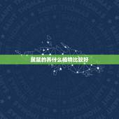 属鼠的养什么植物比较好，属鼠适合养什么植物