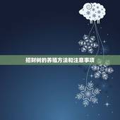 招财树的养殖方法和注意事项，怎么养招财树，