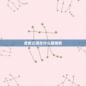 虎皮兰适合什么属相养，虎皮兰适合什么土养植？