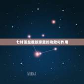 七叶莲盆栽放家里的功效与作用，七叶莲放在客厅好还是阳台好