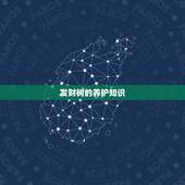 发财树的养护知识，发财树的养护要点是什么