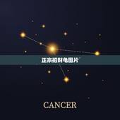 正宗招财龟图片，招财龟有那几个品种图片