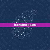 腿长的动物是什么属相，十二生肖哪一种动物身长，腿长，尾毛长