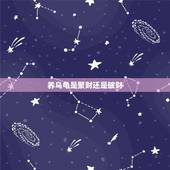 养乌龟是聚财还是破财，想养个乌龟主要是招财