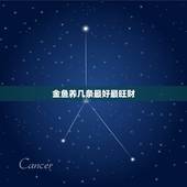 金鱼养几条最好最旺财，为什么养鱼要养单数？