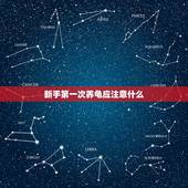 新手第一次养龟应注意什么，小乌龟刚到家有什么注意事项