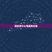 现在养什么龟最有价值，家养乌龟什么品种最珍贵