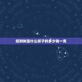 招财树是什么样子的多少钱一克，招财树长什么样