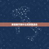 家庭客厅放什么花草最适合，客厅放哪些盆栽植物比较好