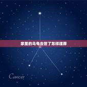 家里的乌龟去世了怎样埋葬，懂风水人来，乌龟死了怎么处理？