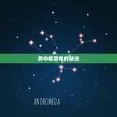 养中华草龟的秘诀，如何养好中华草龟