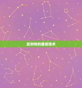 发财树的栽培技术，那里有完整的发财树栽培技术（栽植方面）