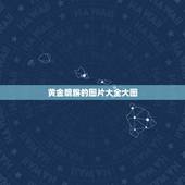 黄金貔貅的图片大全大图，黄金貔貅手链图片，哪里有啊
