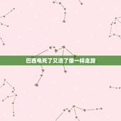 巴西龟死了又活了像一样走路，巴西龟死了理了几天怎么会活过来吗？