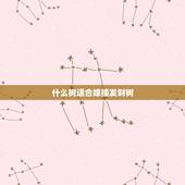 什么树适合嫁接发财树，怎样嫁接发财树