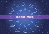 12月的狗一生运势，82年狗12月02日生的一生命运