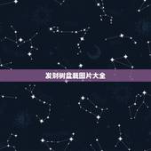 发财树盆栽图片大全，怎样养小盆栽的发财树
