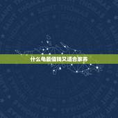 什么龟最值钱又适合家养，家庭适合养什么龟最好