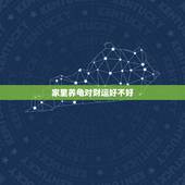 家里养龟对财运好不好，养龟后财运不好怎么办